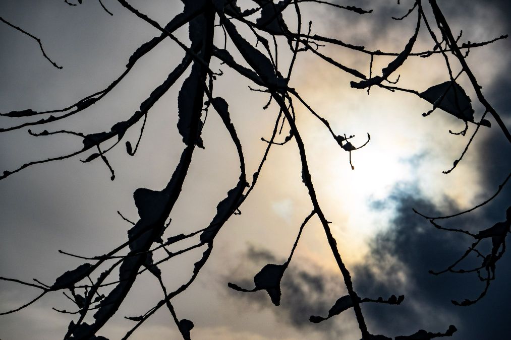 Bare Tree Branches Against Gloomy Twilight Sky