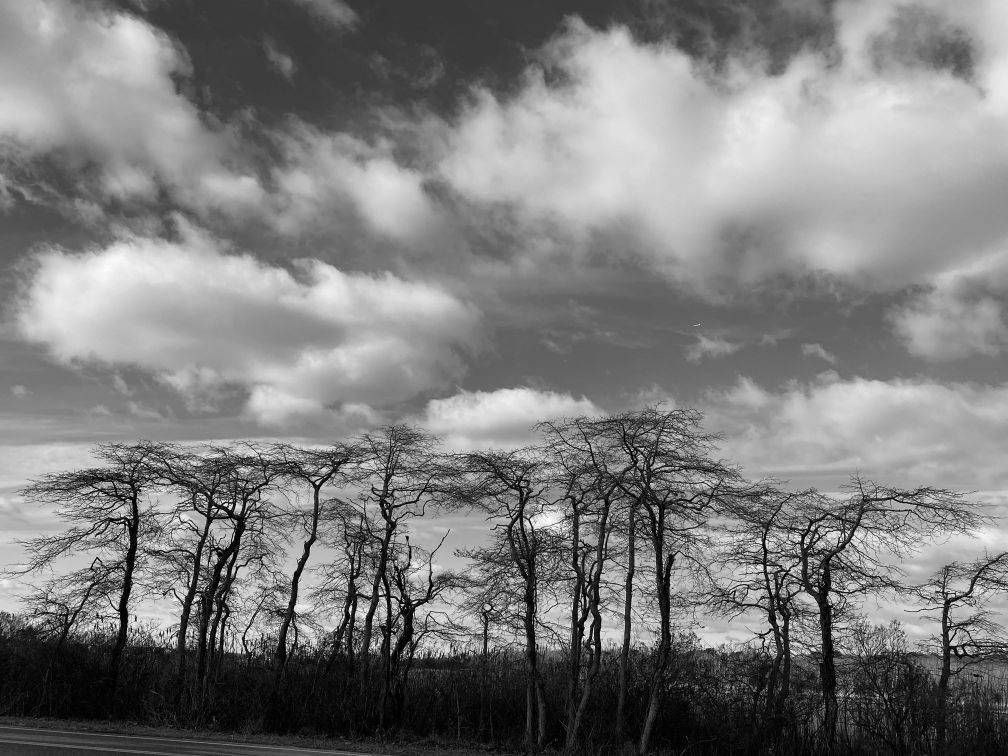 Black and White Photo of Leafless Trees Beside the Road