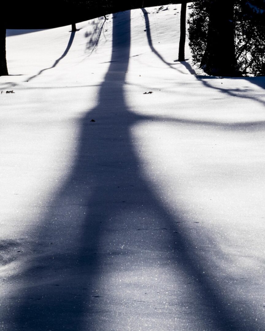 shadow of a tree on snow covered land