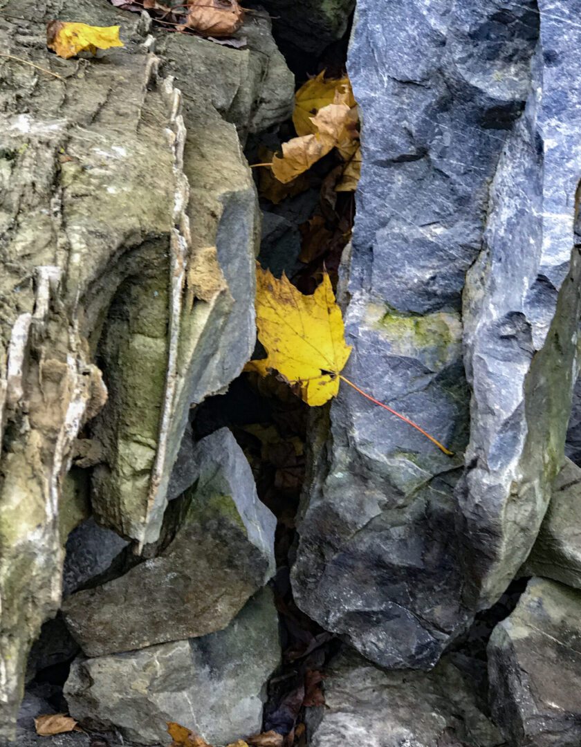 Leaves on the rock by Joan Weiss Photography