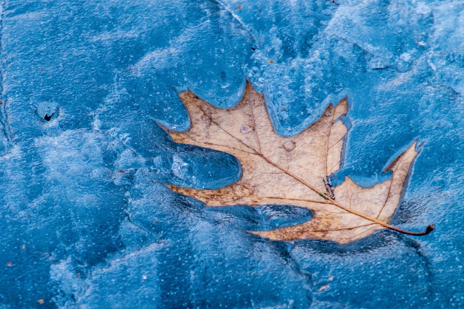 a leave floating on a crystal clear water
